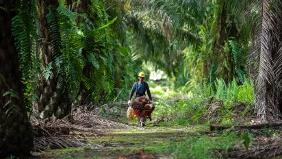 Worker carrying palm fruits in a wheelbarrow in an Indonesian plantation.