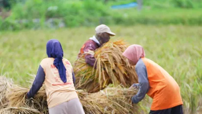 Three agricultural workers gather and carry bundles of harvested rice in a field.