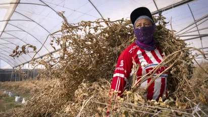 Trabajador agrícola en un invernadero de Jalisco, México, expuesto a altas temperaturas durante su jornada laboral.