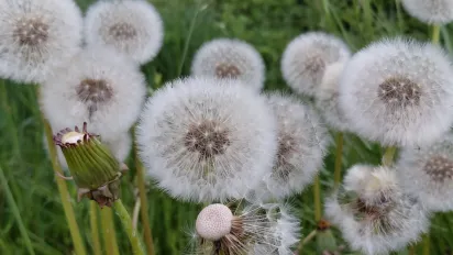 Group of Dandelions in the wild