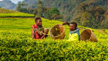 Tea pickers in Rwanda