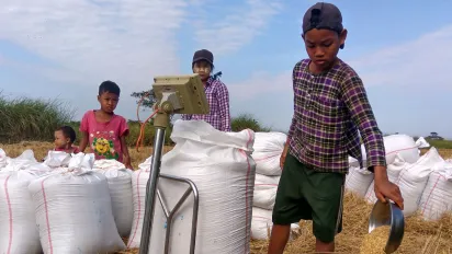 A boy uses a metal scoop to handle grain beside rows of large white sacks in a harvested field, while several other children and a young person stand nearby.