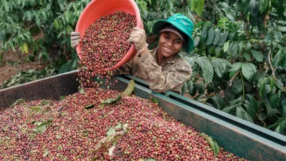 A young female worker pours freshly harvested coffee beans from a red container into a collection trough on a coffee farm.