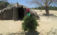 A seaweed farmer bringing fresh seaweed to be sundried