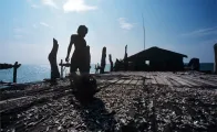 a boy collecting fish on a fishing platform