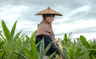 A worker removes unwanted weeds growing in the polybags of palm-oil seedlings.
