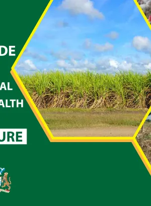 Cover for publication A basic guide to occupational safety and health in agriculture - Guyana