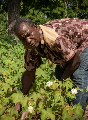 A man is leaning in his cotton field
