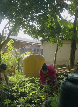 A Bhutanese refugee family farms potatoes in their kitchen garden using high-quality seeds and fertilizers at the Beldangi Refugee Settlement in Damak, Koshi Province.