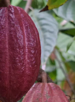 Haiti’s participation in the World Chocolate Fair underscores the country’s potential and the many opportunities it holds, particularly in agriculture