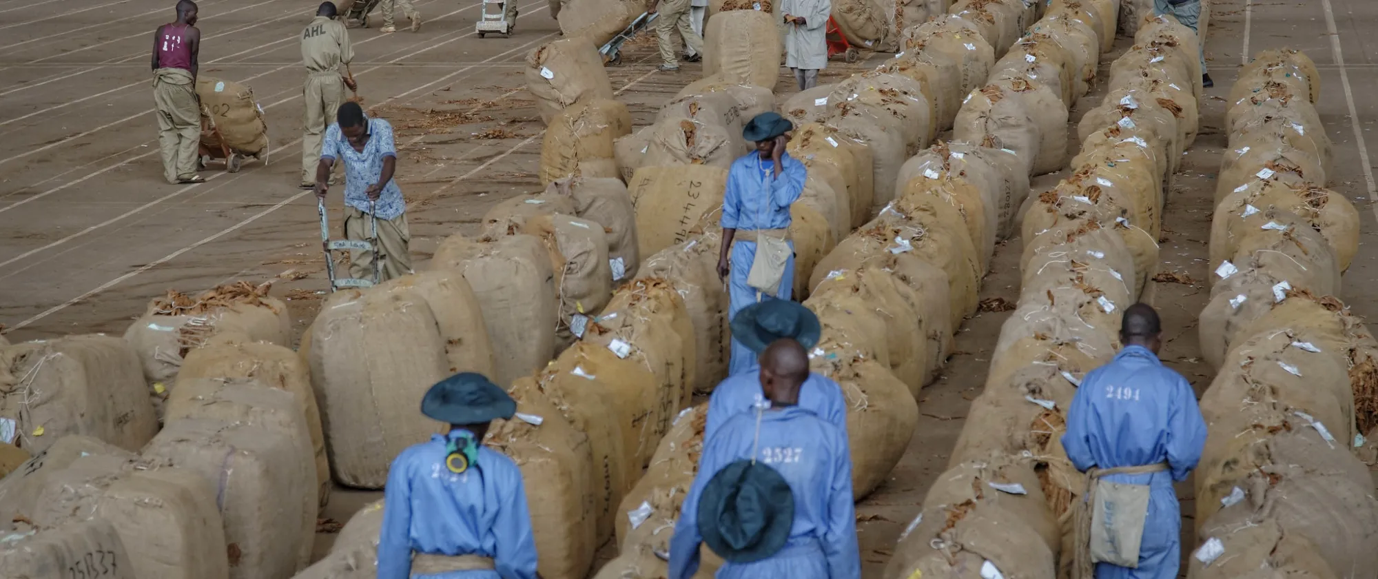 Workers in a tobacco warehouse in Malawi