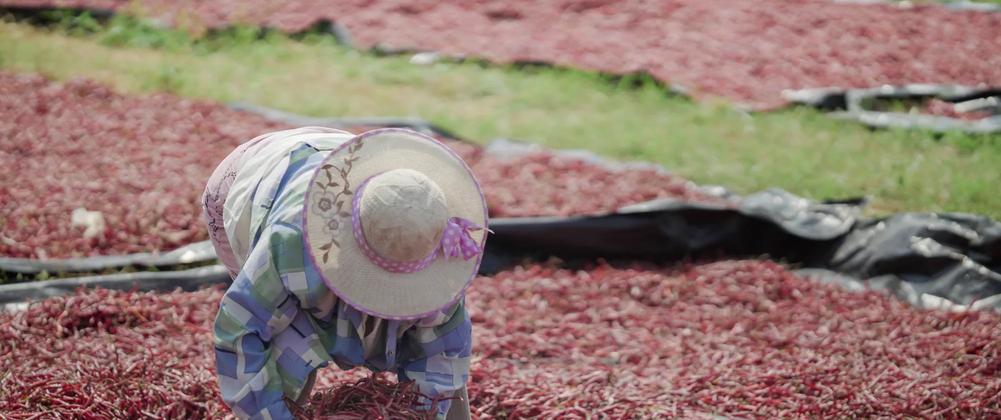 Mujder en campo abierto cosechando chiles Yahualica