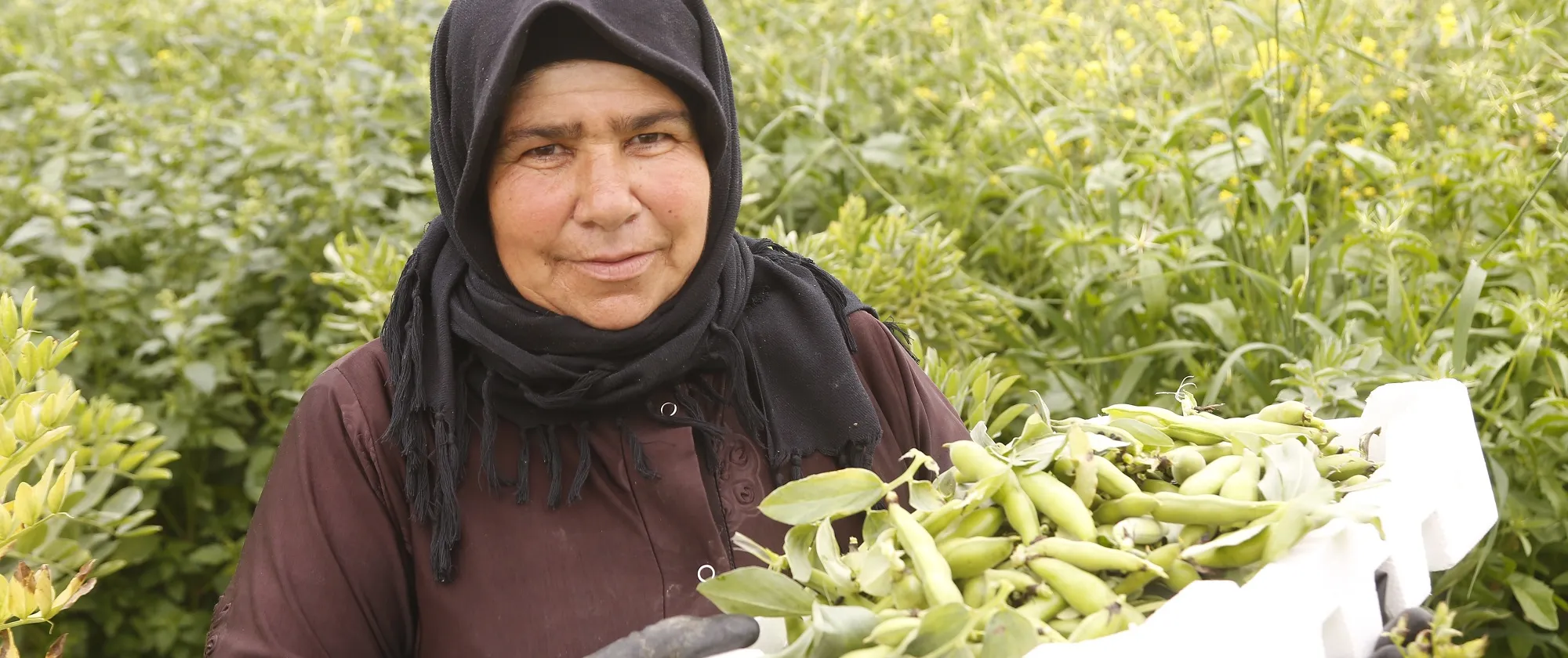 Syrian woman working in a field in Jordan.