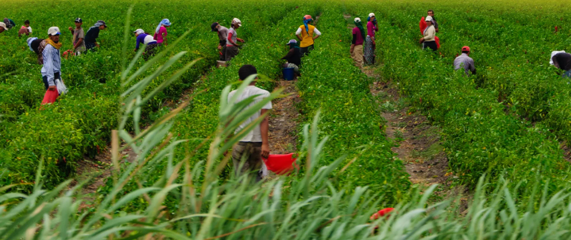 Agricultores en un campo