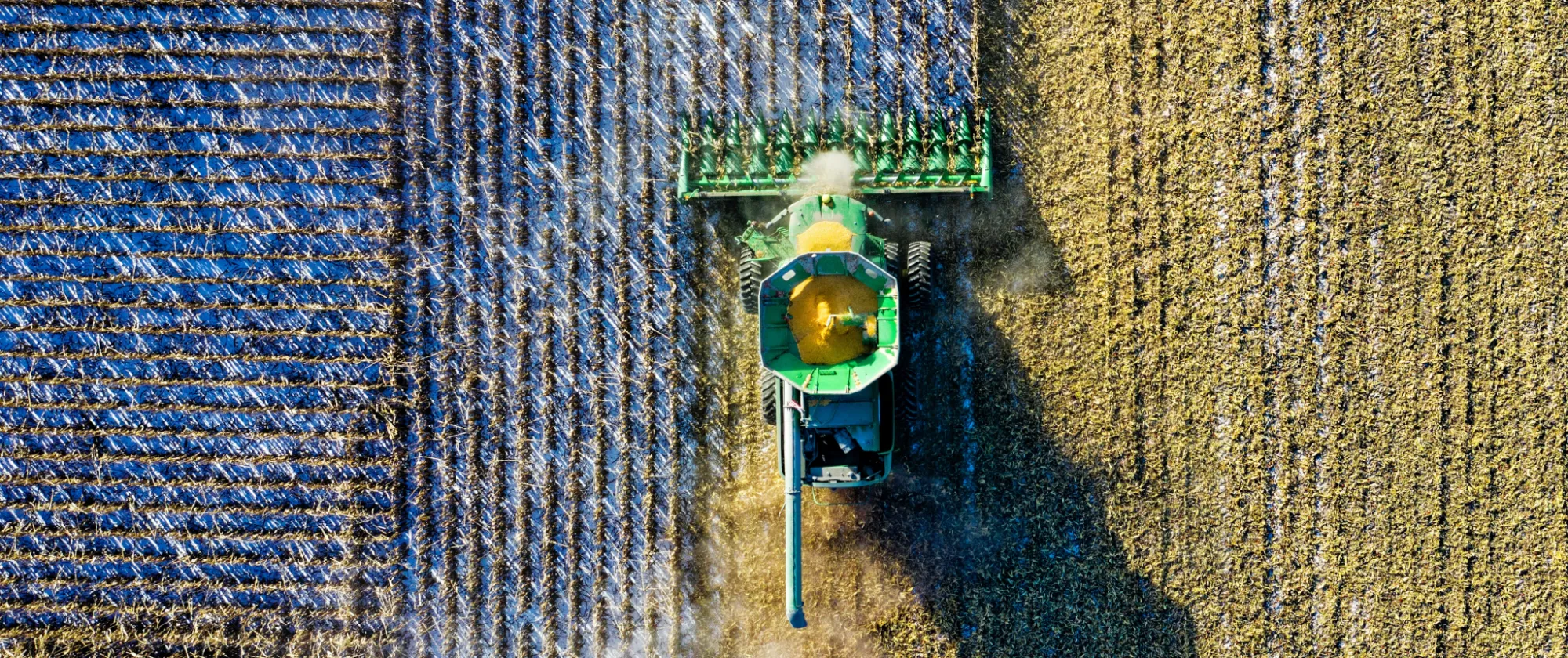 Crops being harvested by machine