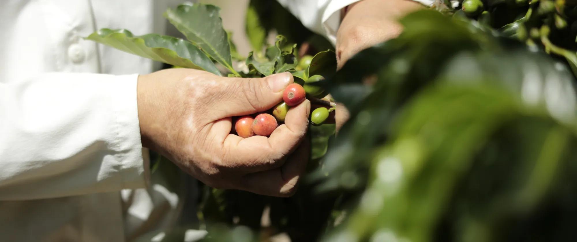 Manos en primer plano recogiendo café