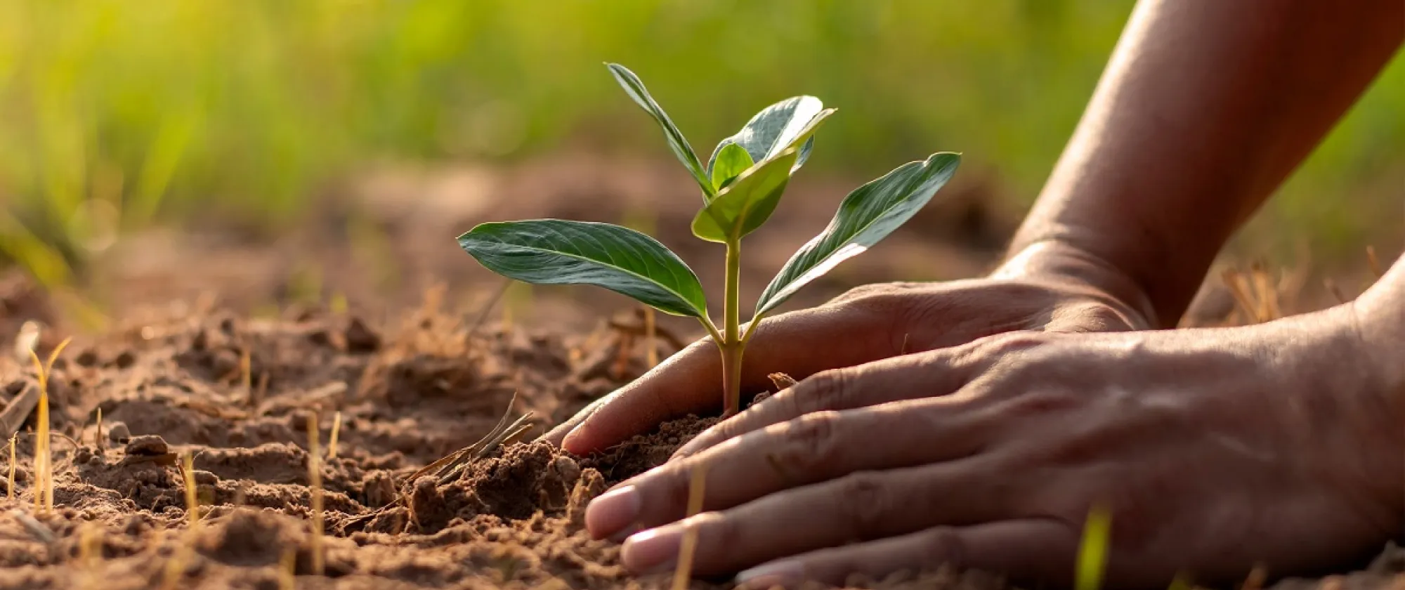 Hands planting seedlings