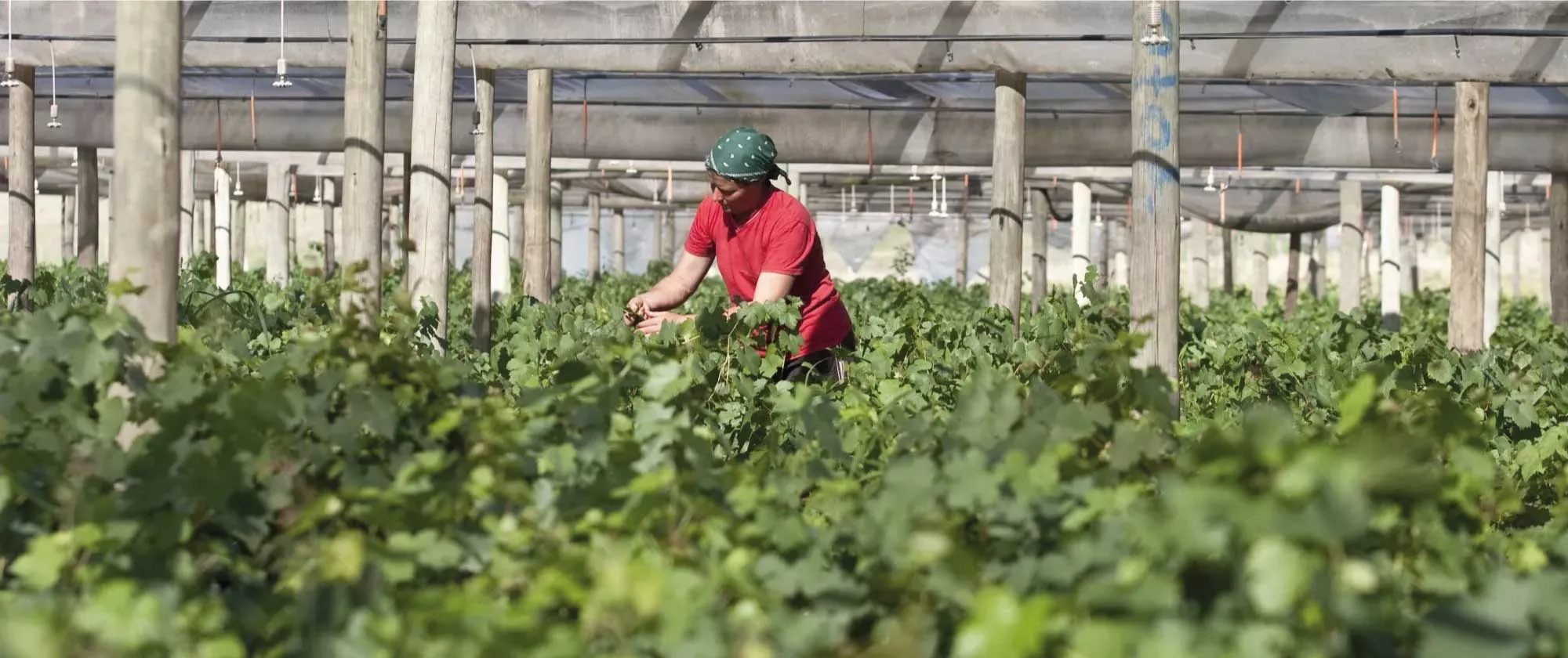 Mujer trabajando en vivero de Chile