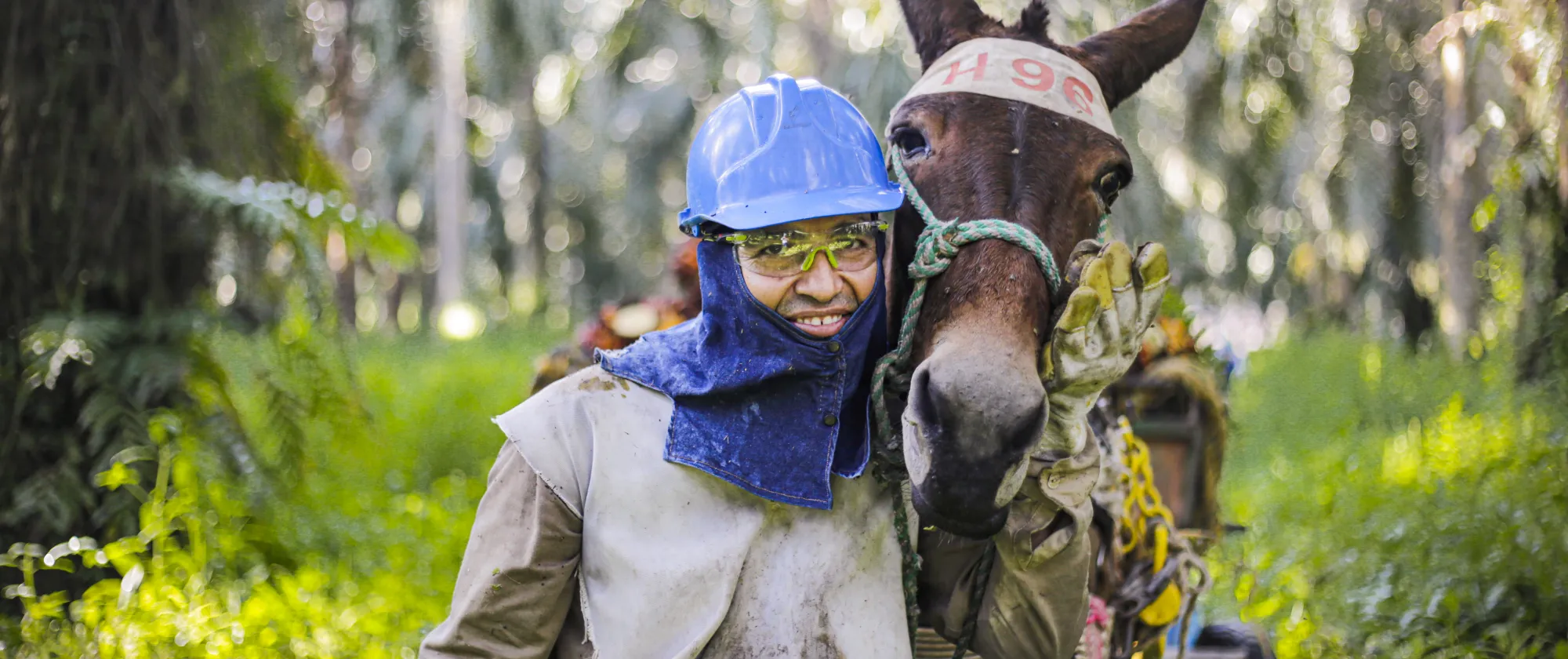 Trabajador del sector palmero junto con su burro de carga 