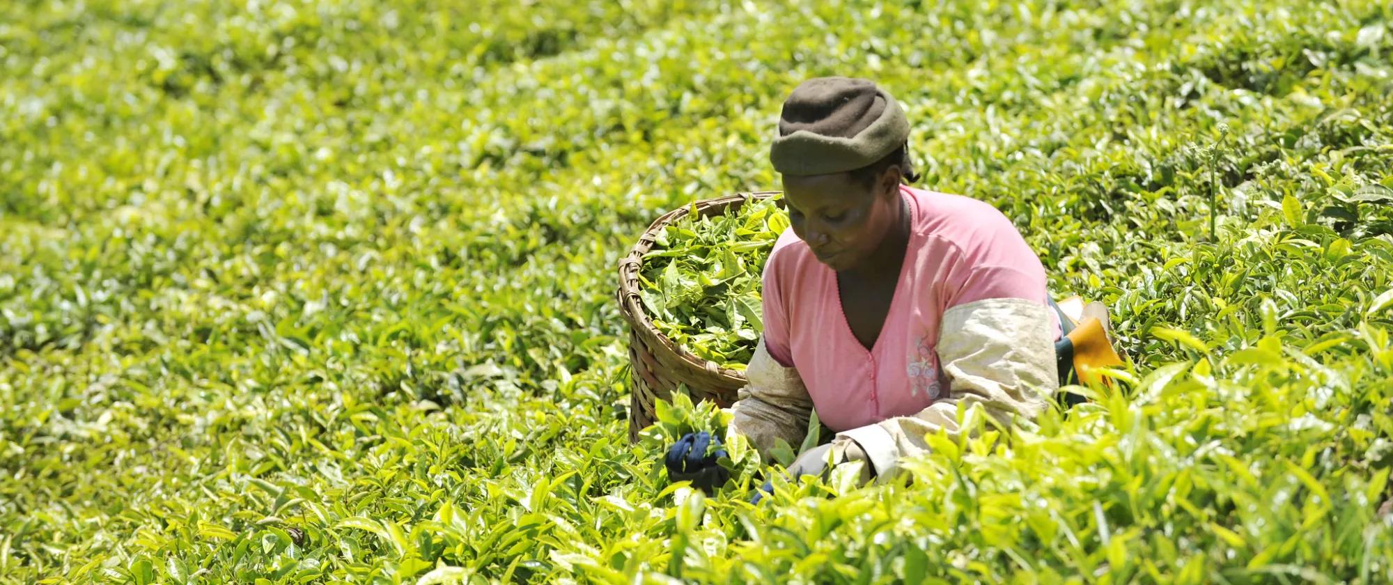 Women working in a tea plantation in Kenya