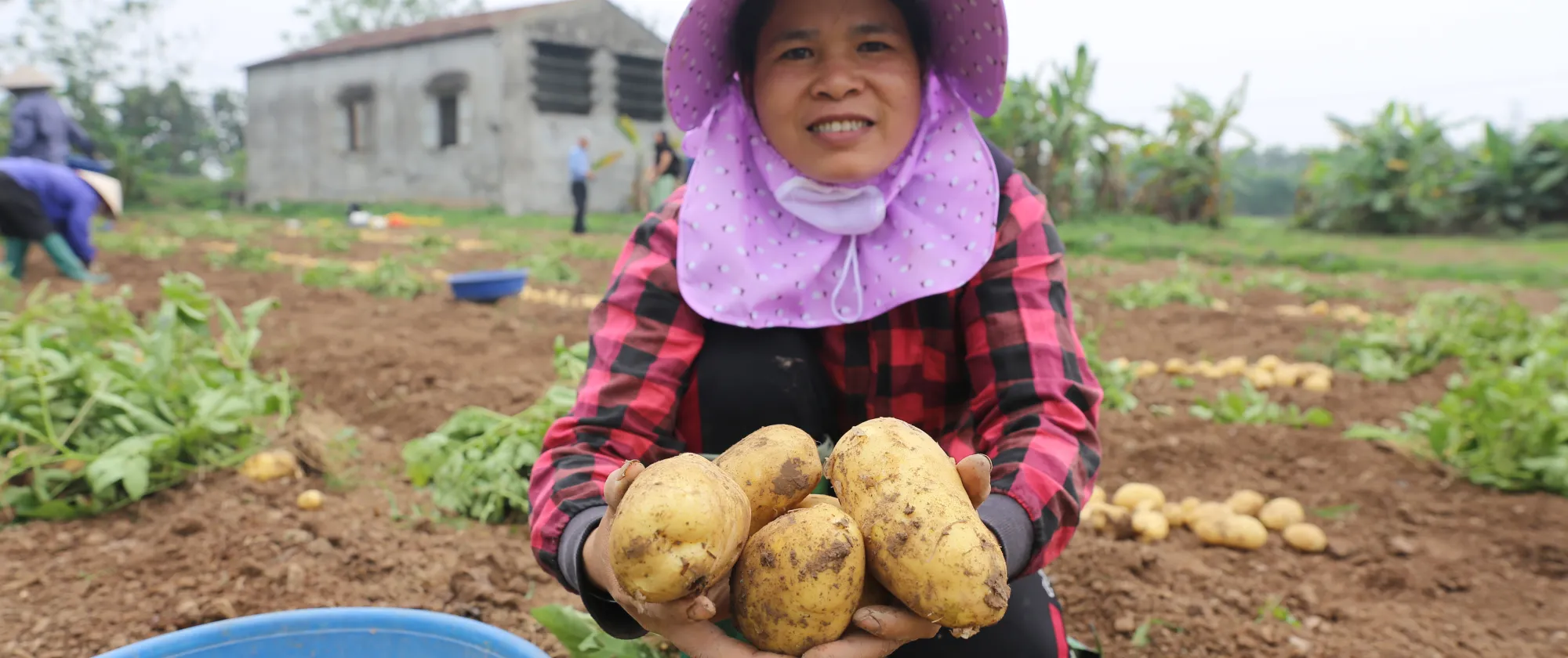 Huong Ngai potato harvest 