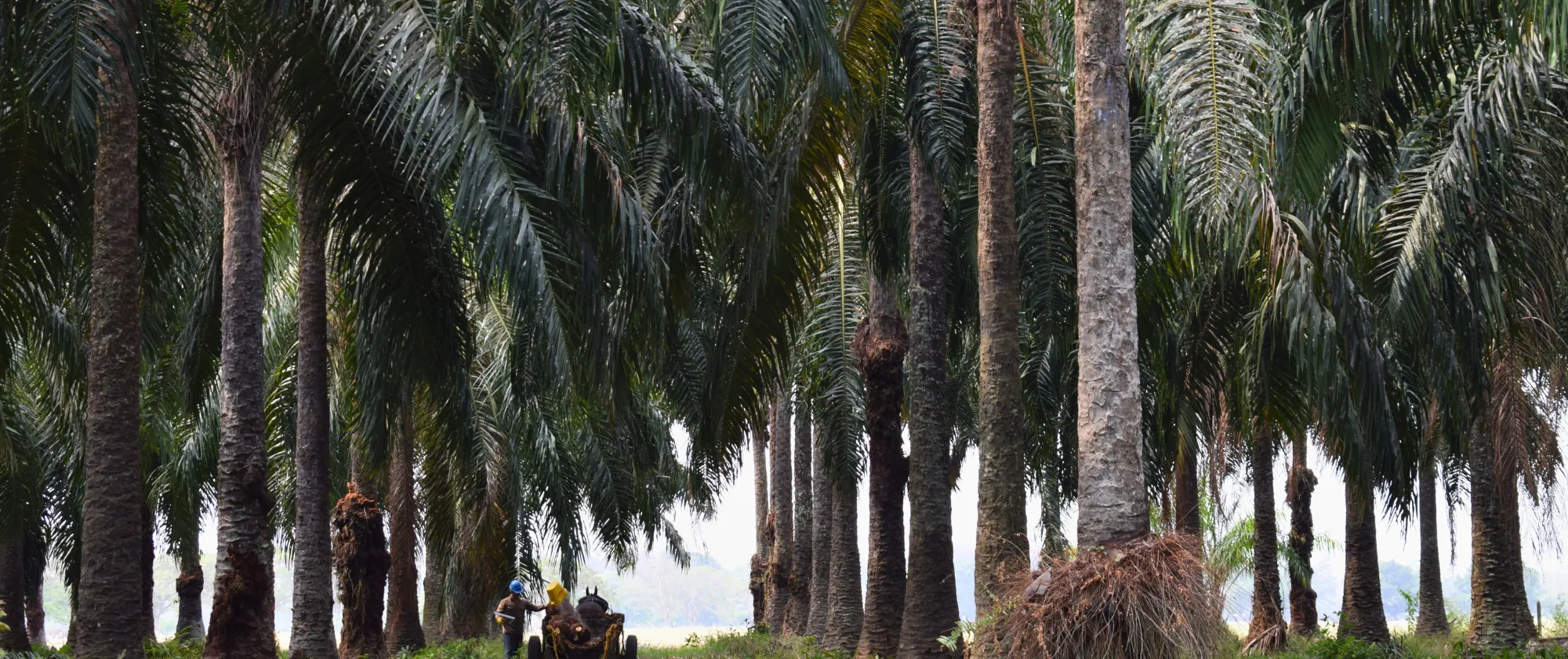 Campo de palma de aceite