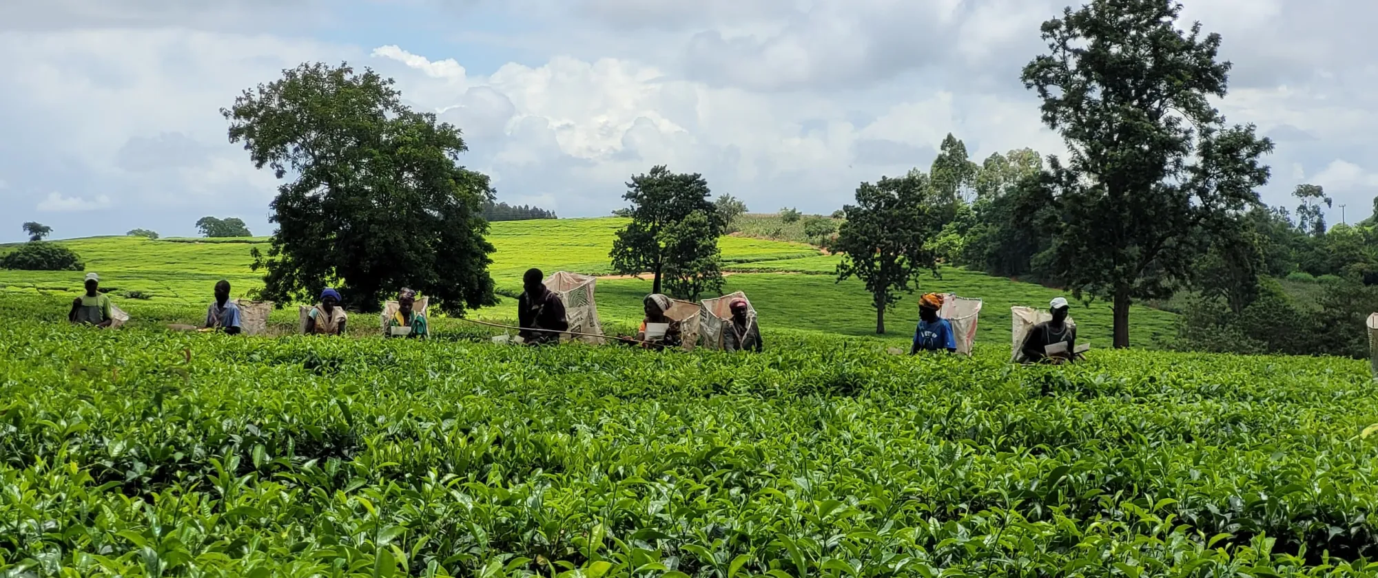 Tea farmers pick tea in Malawi