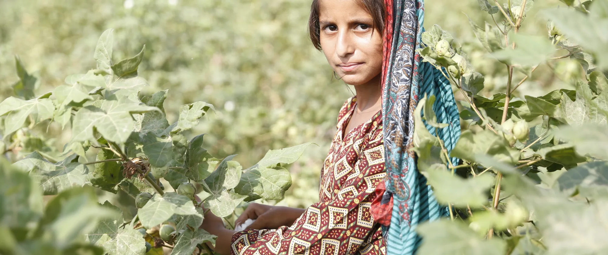 Young woman in a cotton field, Pakistan
