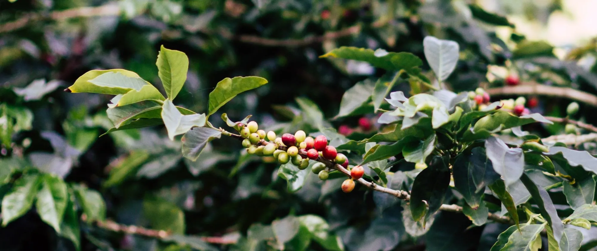 Coffee plant