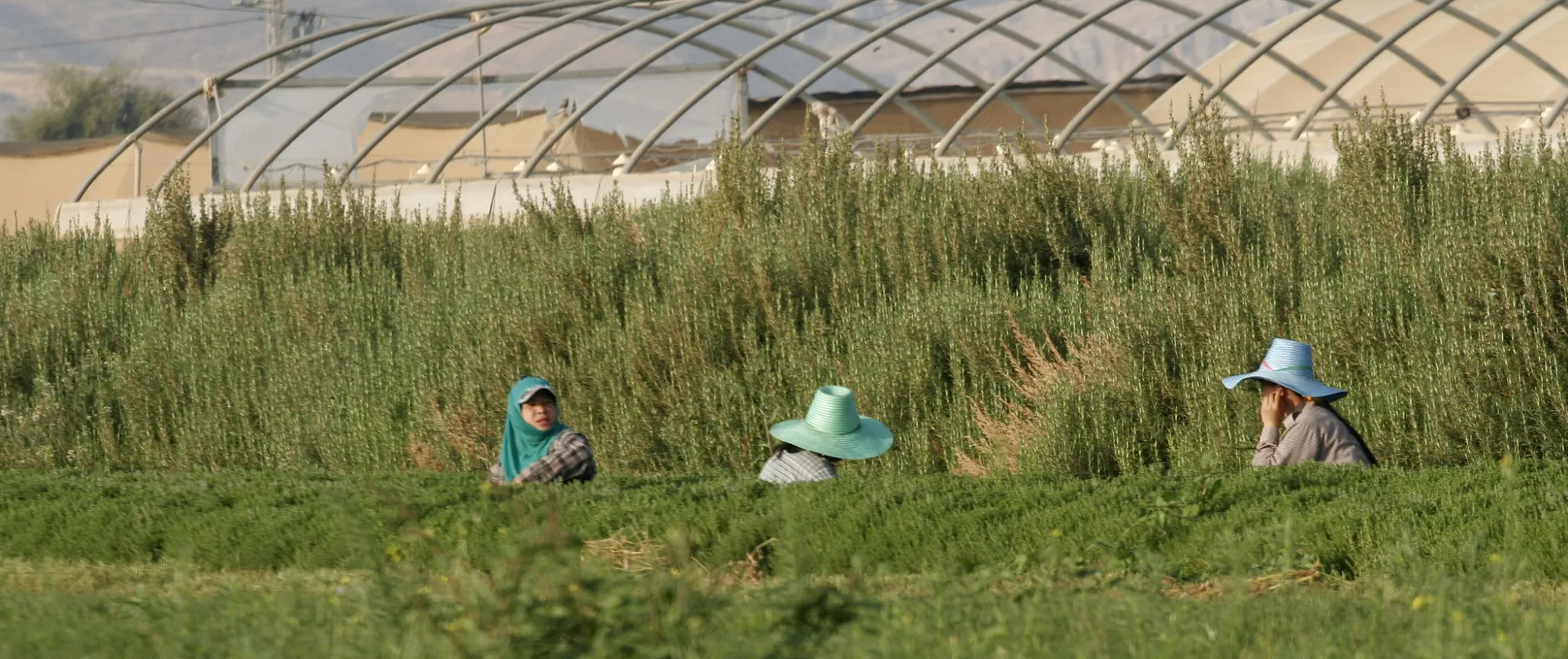 workers in a green field