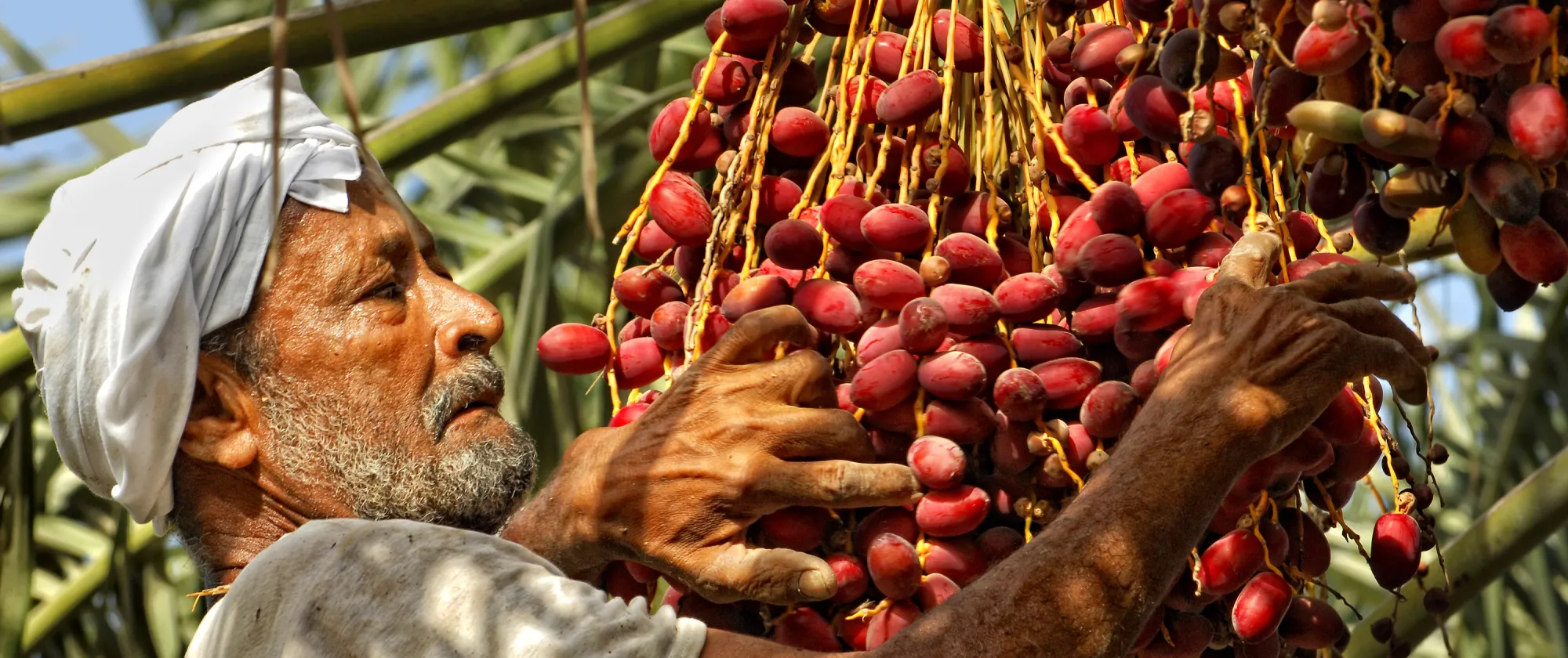 A migrant worker collecting dates
