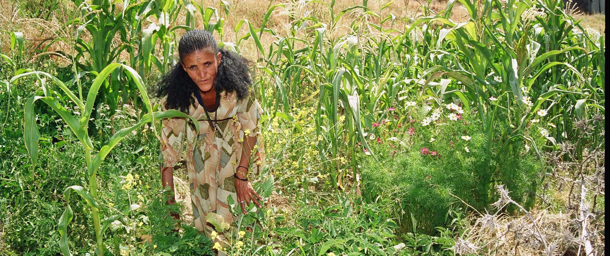 Woman farmer in Tigray region of Ethiopia working in corn field.