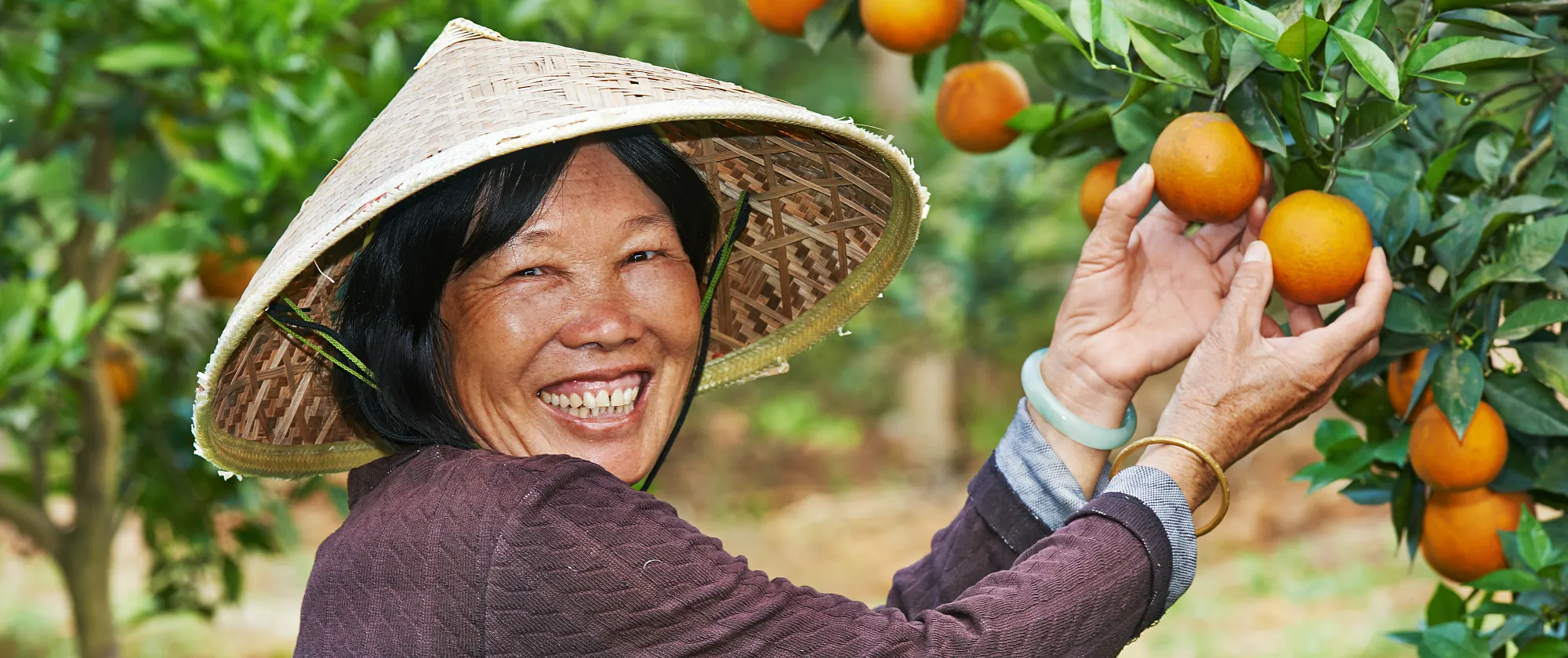 An Asian Women Harvesting Fruits
