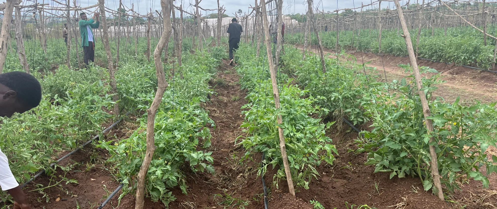 Tomato Seed Farm