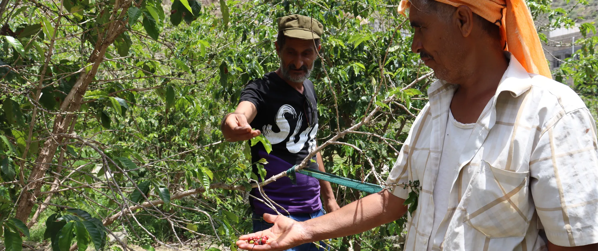 two men cultivating coffee beans