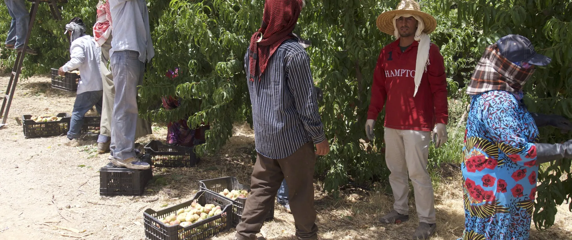 Syrian refugee workers working in agricultural land in Jordan