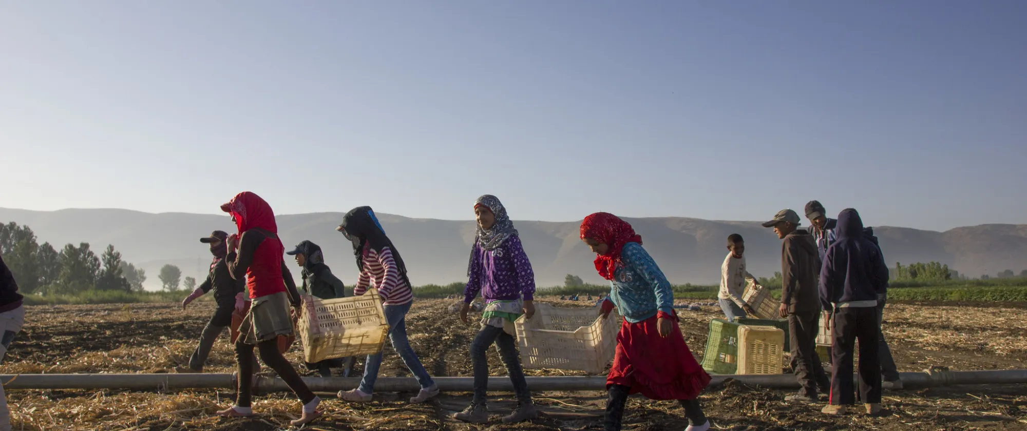 Girl children agricultural workers in the field, with other grown ups, in Lebanon