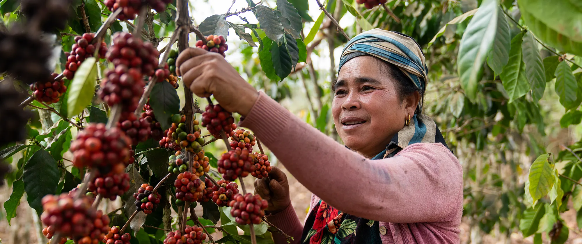 A coffee farmer picks ripe berries in Laonga Village, Salavan Province, Lao People Democratic Republic