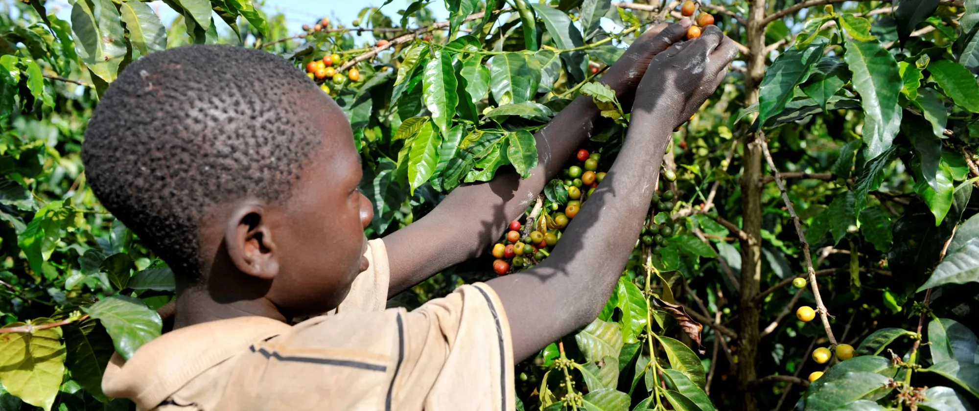 Side view of black boy picking berries in bush field