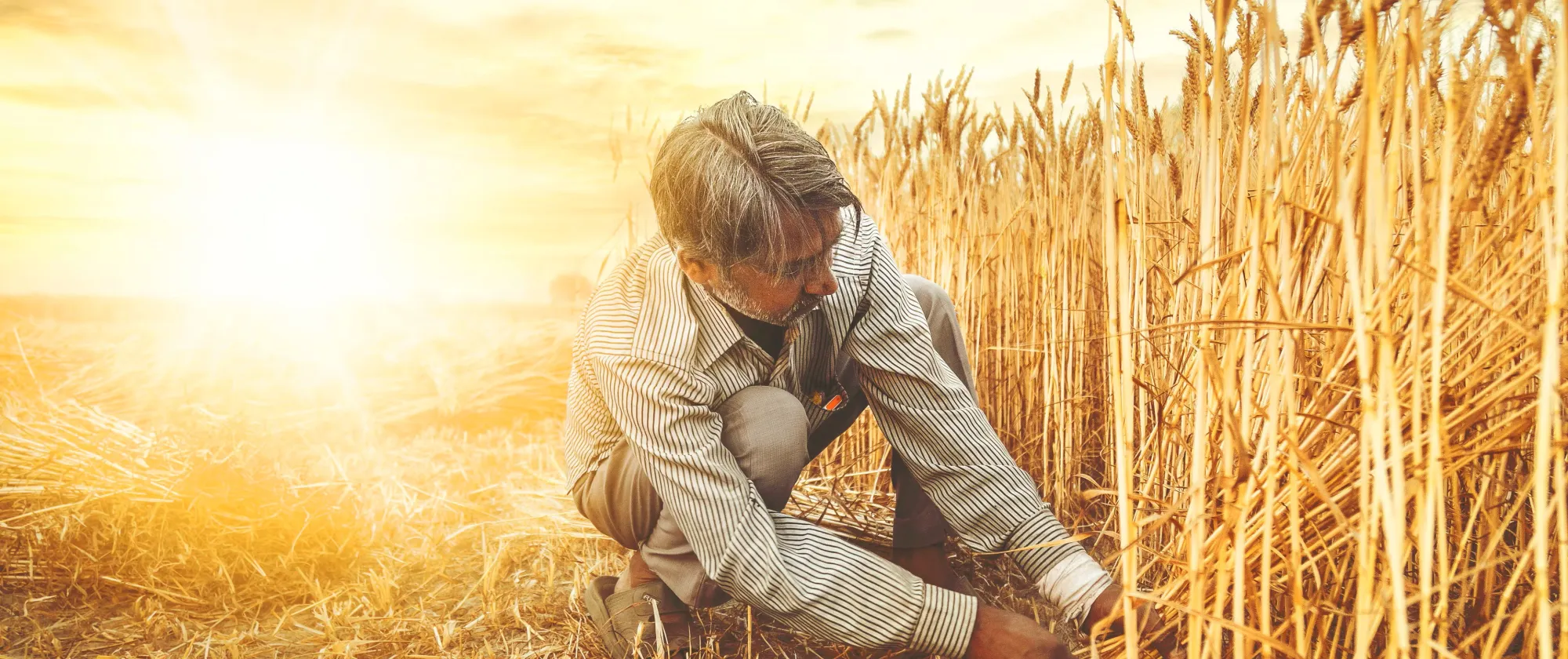 Imgage for podcast Heat stress – how are we going to live with it? 