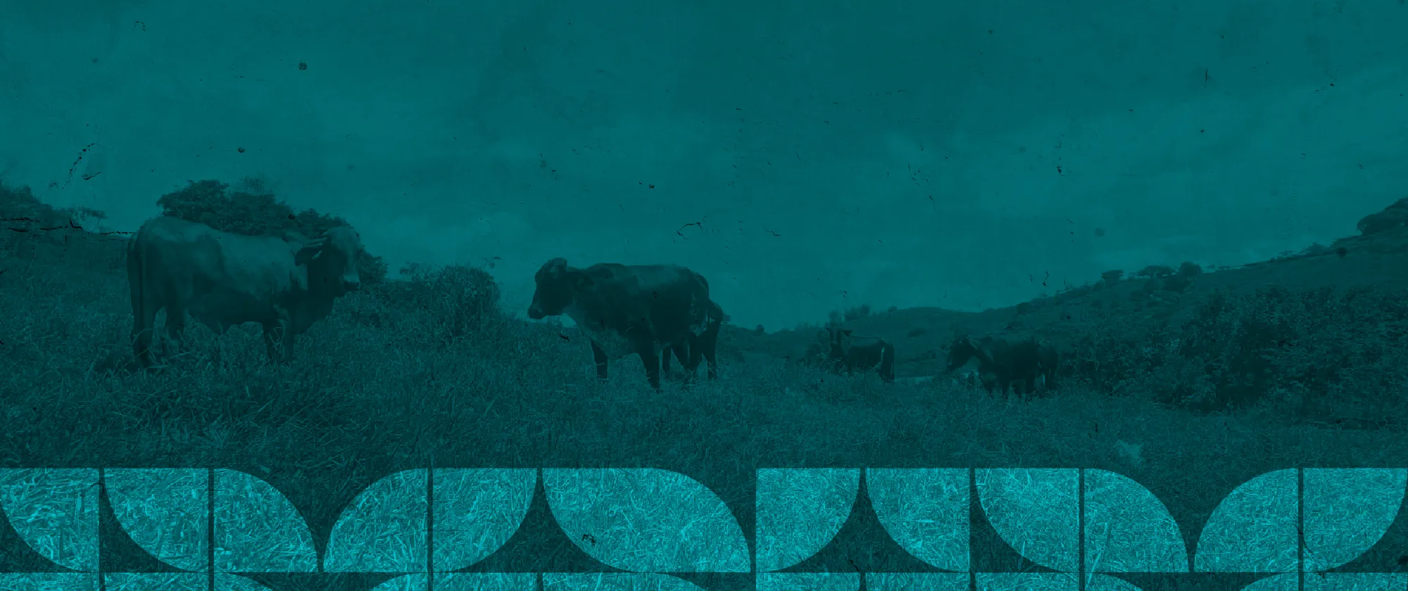 Campo abierto con vacas sombreadas del color azul característico del proyecto la Comunidad mi Causa