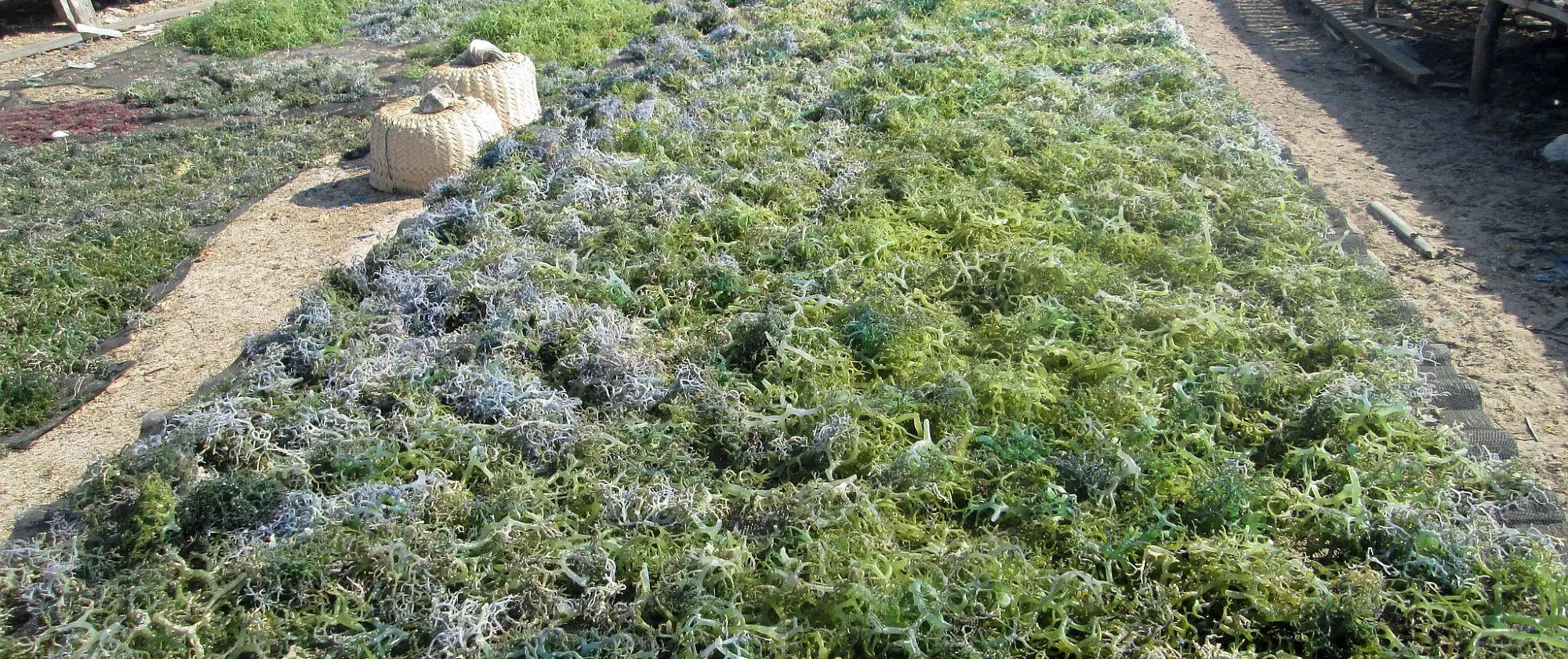 Dried seaweeds in East Nusa Tenggara, Indonesia.