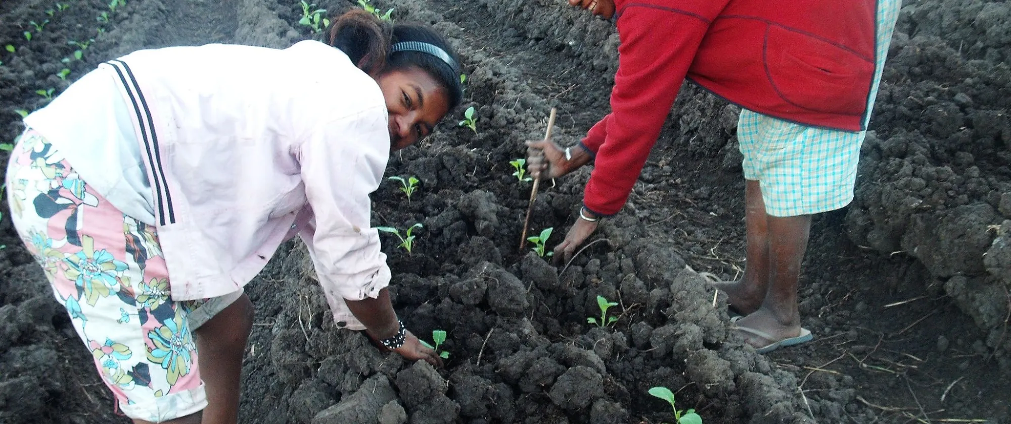 Female workers in plantation in Timor-Leste.