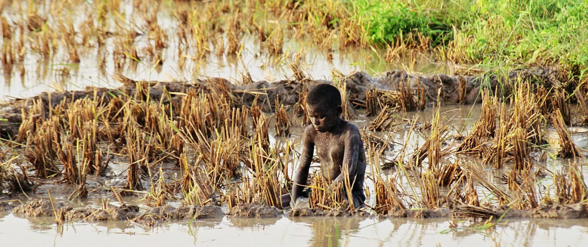 Child working in the rice fields. Near Niamey, Niger
