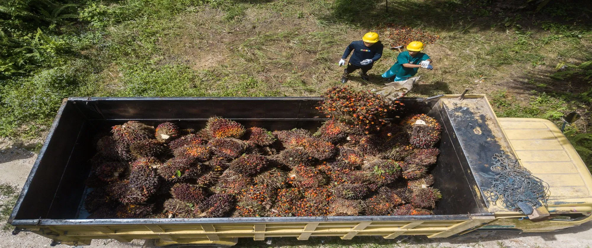 a truck fully loaded with oil palm fruits in Indonesia