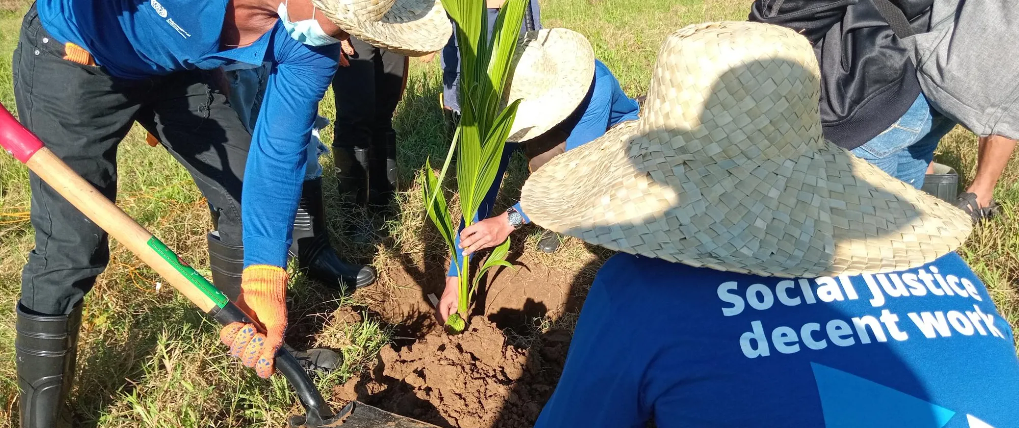 Workers position the coconut seedling on the ground