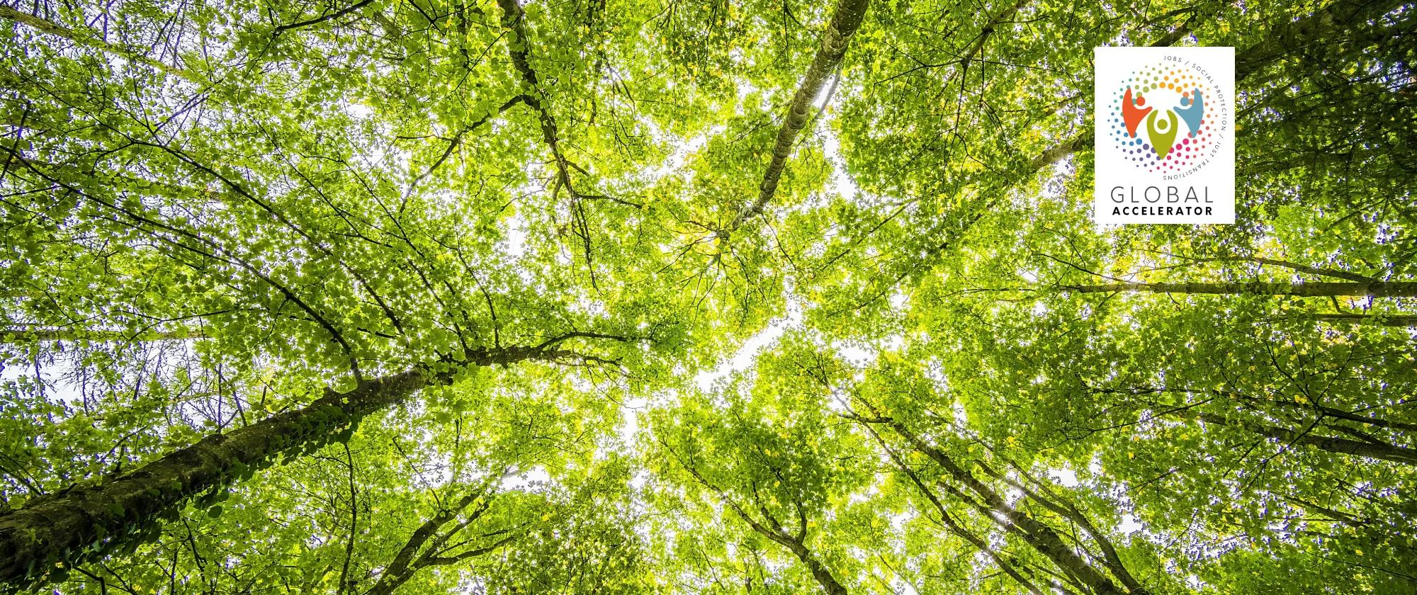  global accelerator_bg_forest image_2000X840_en