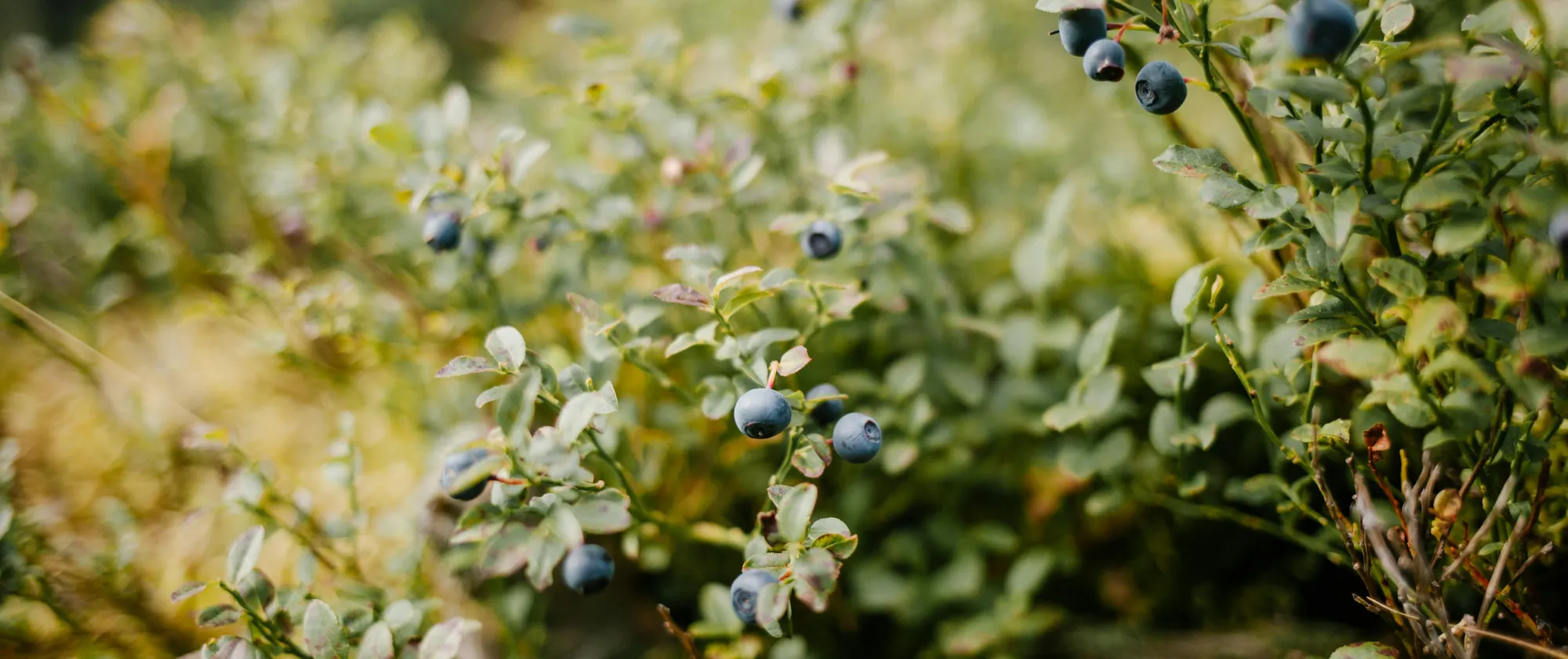 Blueberries growing on a green bush