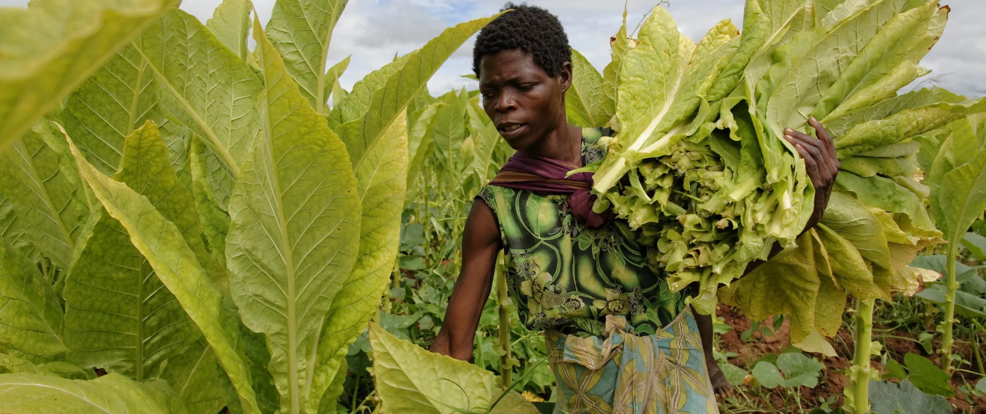 mother carrying her baby on her back while working in tobacco fields