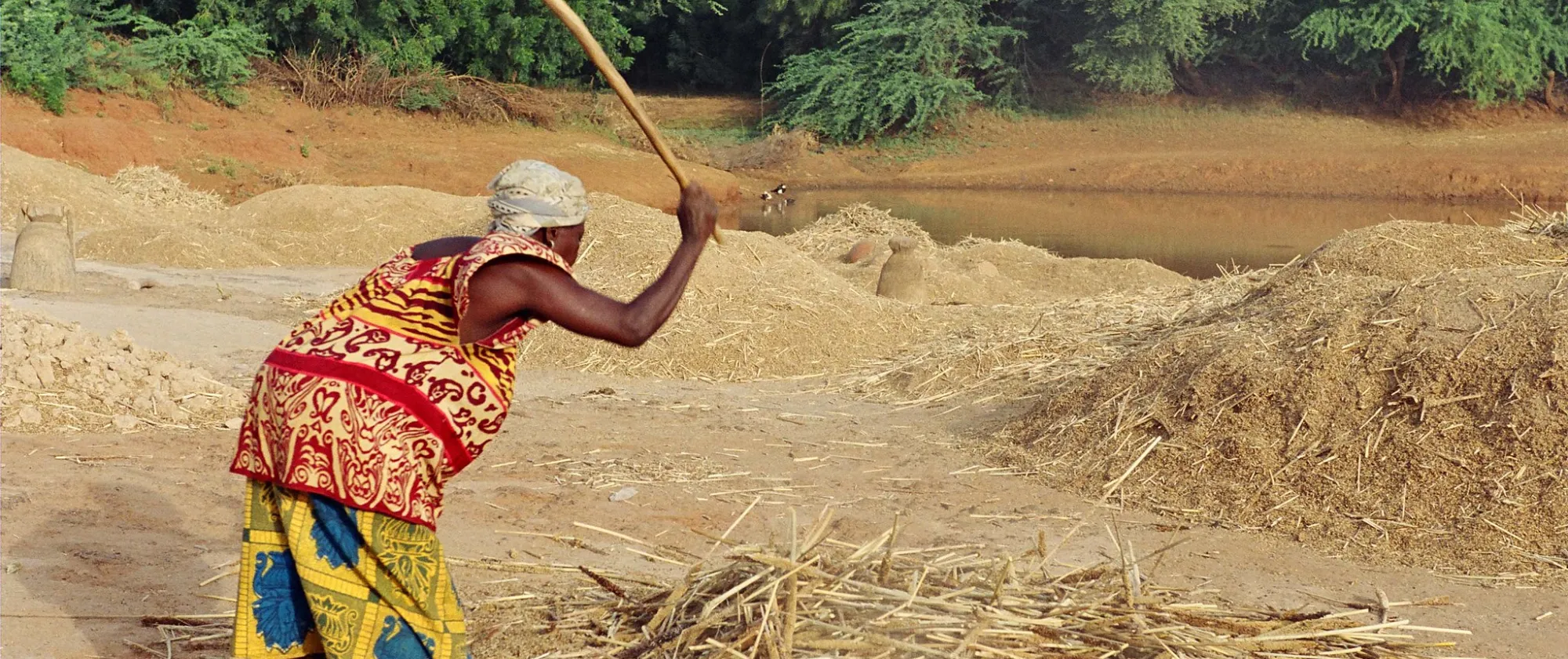 Women threshing millet.